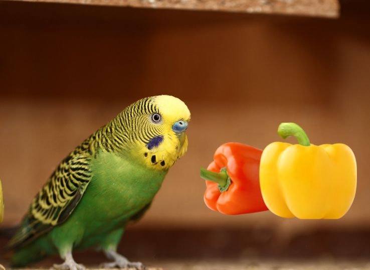 Can Budgies Safely Enjoy Nutritious Red Peppers?