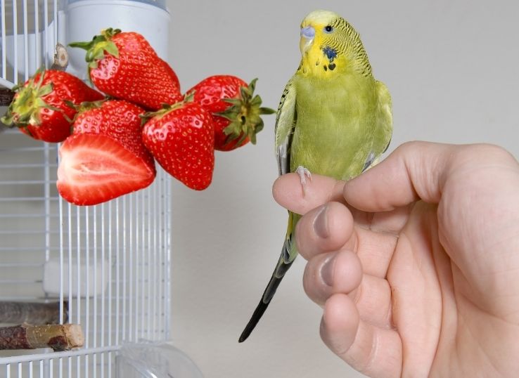 Can Budgies eat Strawberries