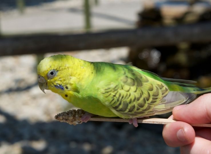 How to take care of budgies