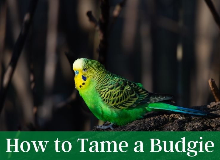 How to tame a Budgie