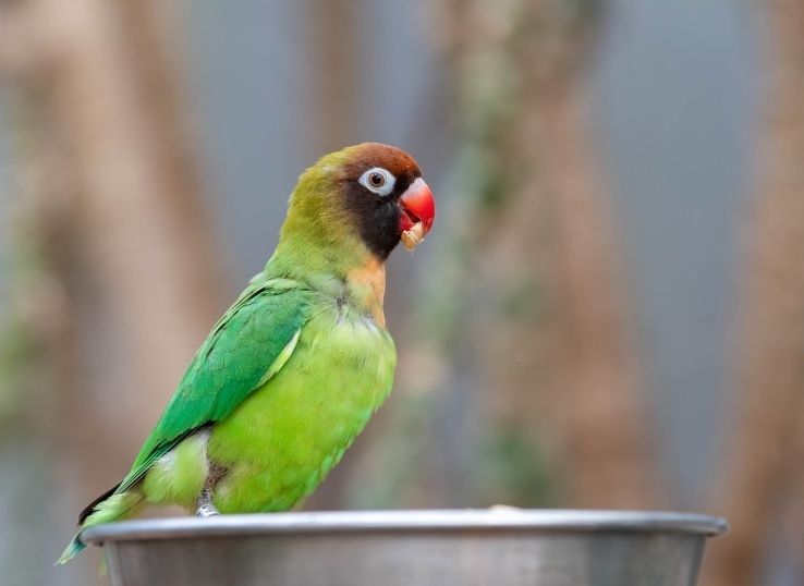 Can lovebirds Eat Parakeet food?