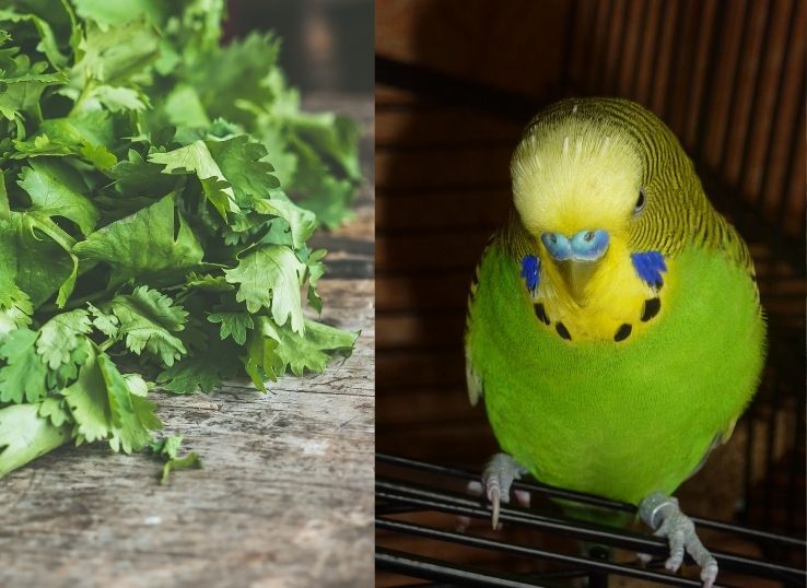 Can Parrots Eat Coriander? Discover the Surprising Benefits!