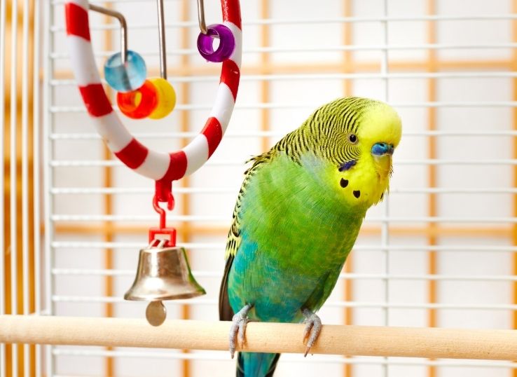 Why My Budgie is Skinny