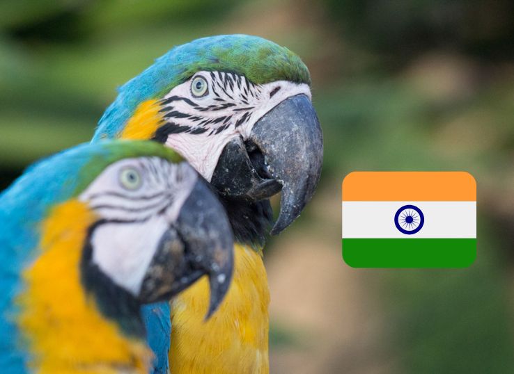 Macaw Parrot Price in India (Complete Guide) - imparrot