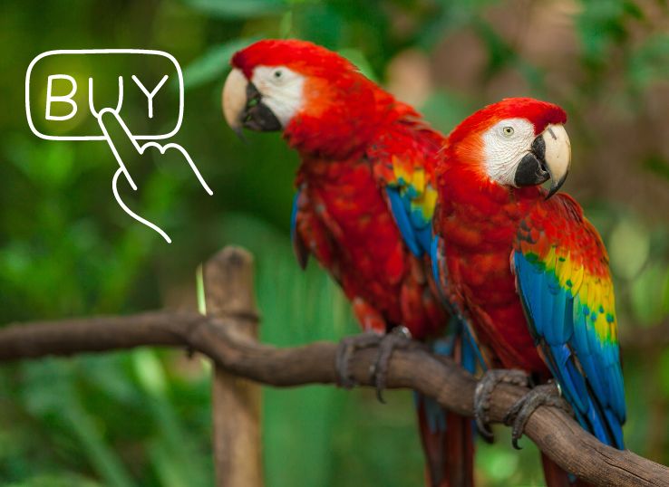 Where to buy a macaw