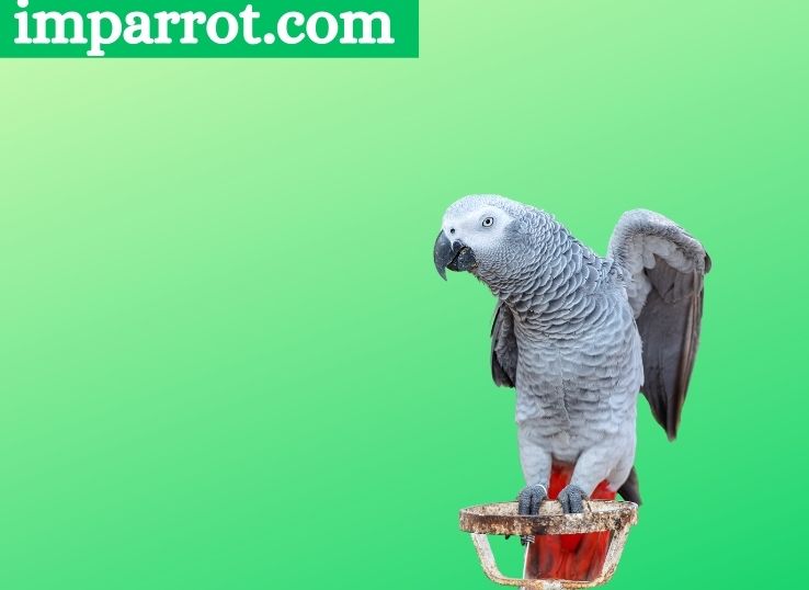 African Grey Parrot Lifespan Guide