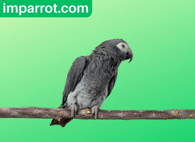 Is African Grey Parrot a Good Pet