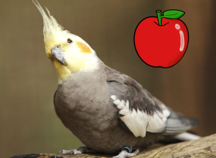 Can Cockatiels Eat Apple