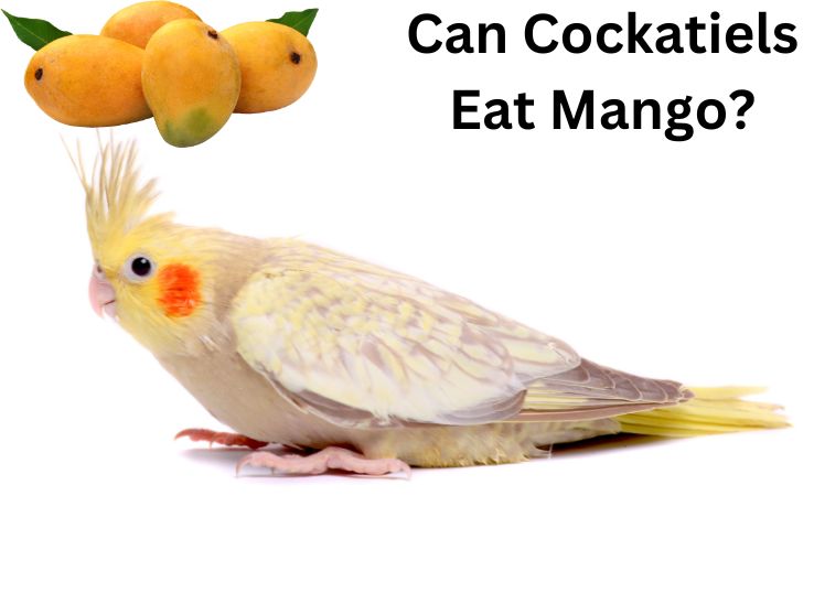 Can Cockatiels Eat Mango?