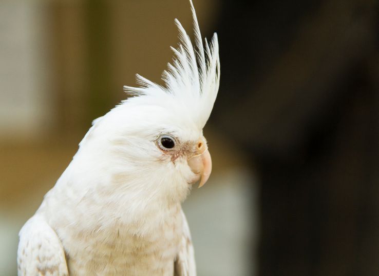 White-Faced Cockatiel (Everything You Need to Know)