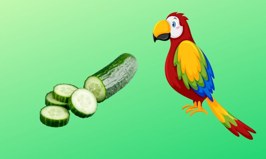Can Parrots Eat Cucumber