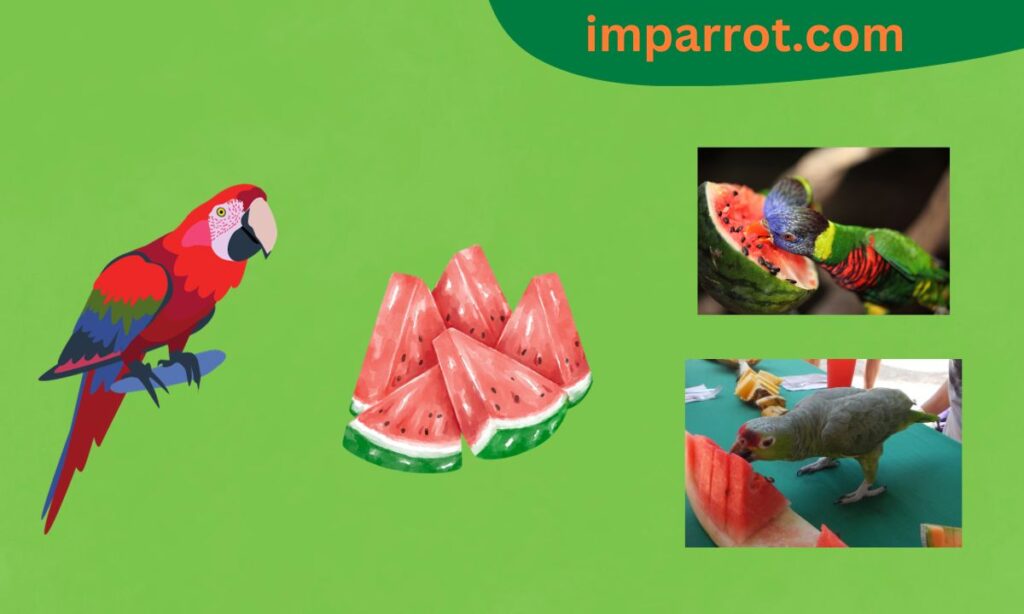 Can Parrots Eat Watermelon