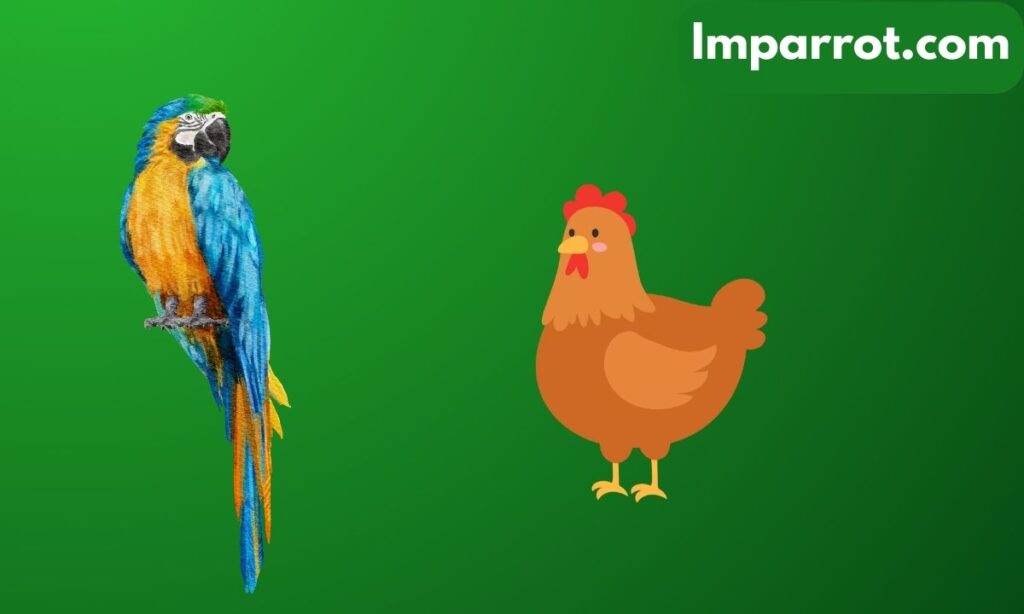 Can Parrots Eat Chicken?