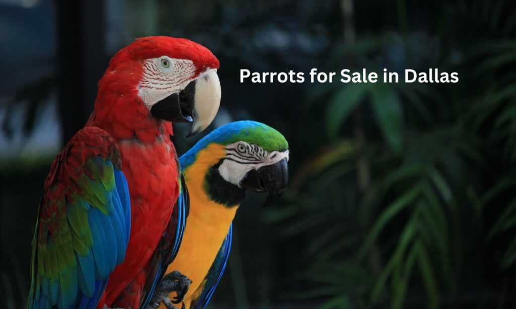 Parrots for Sale in Dallas
