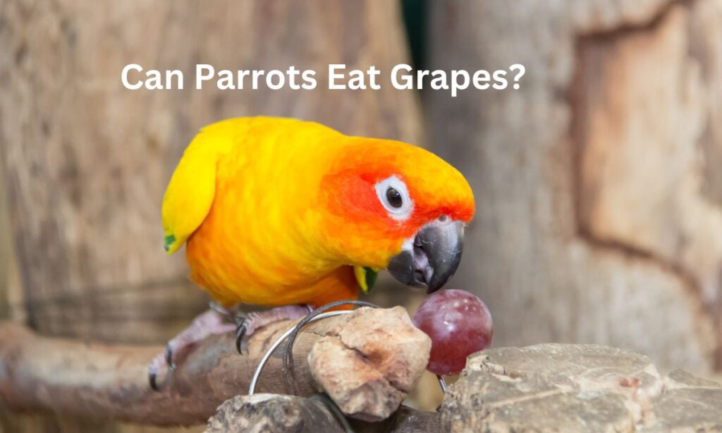 Can Parrots Eat Grapes?