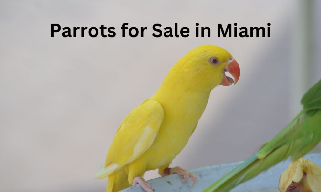 Parrots for Sale in Miami