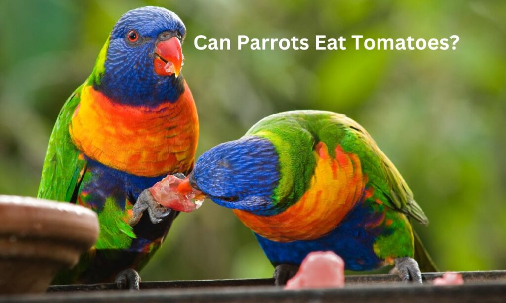 Can Parrots Eat Tomatoes?