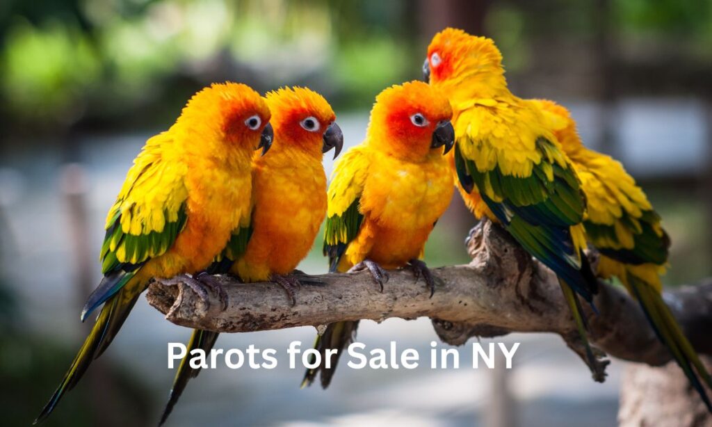 Parrots for Sale in NY