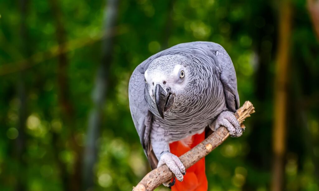 Can Parrots Talk?