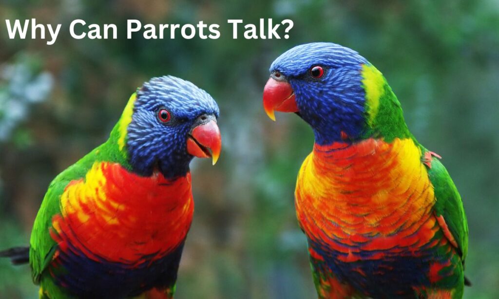 Why Can Parrots Talk?