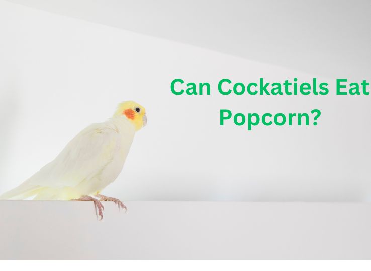 Can Cockatiels Eat Popcorn?