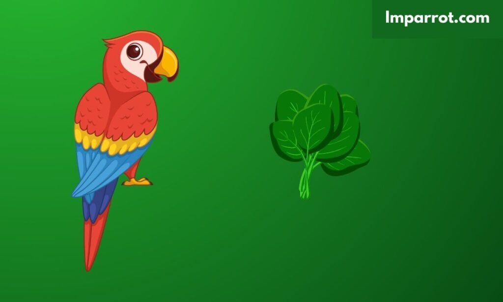 Can Parrots Eat Spinach?