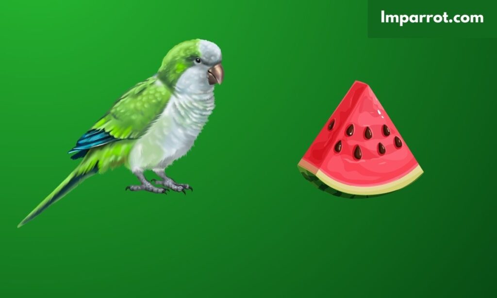 Can Quaker Parrots Eat Watermelon?