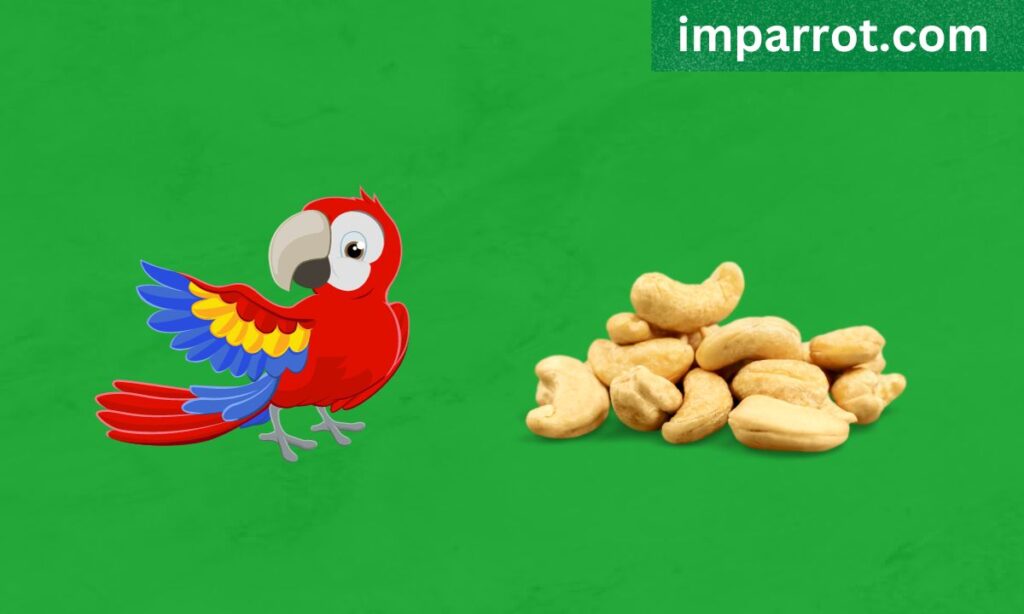 Can Parrots Eat Cashews?