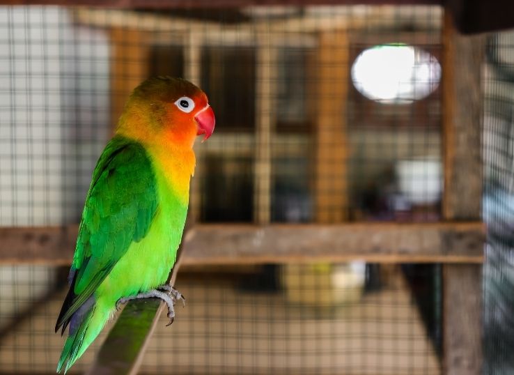 Black-winged Lovebird (Everything You Need to Know)