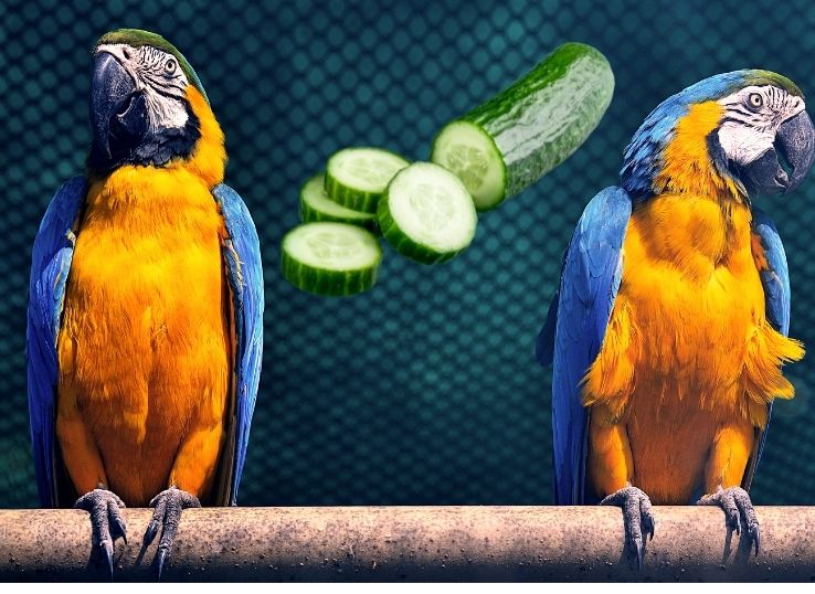 Can Lovebirds Eat Cucumbers? ( Benefits and Precautions)