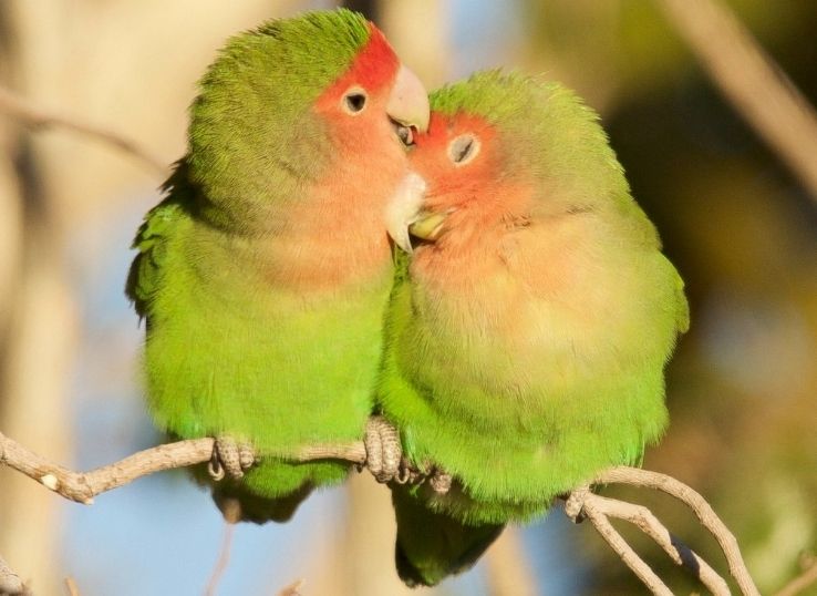 Rosy-Faced Lovebird (Expert Opinion)