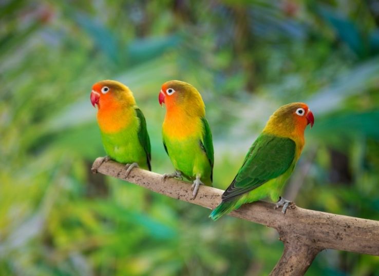 Breeds and Types of Lovebirds ( Most Popular)