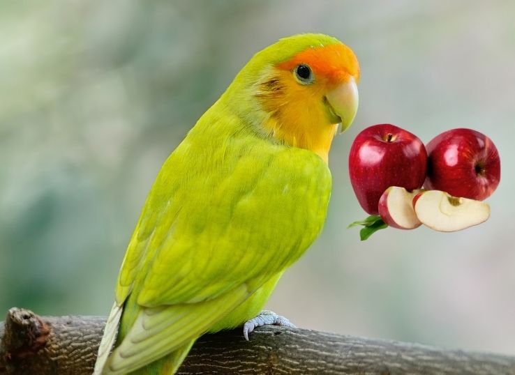 Can Lovebirds eat Apples?🤔