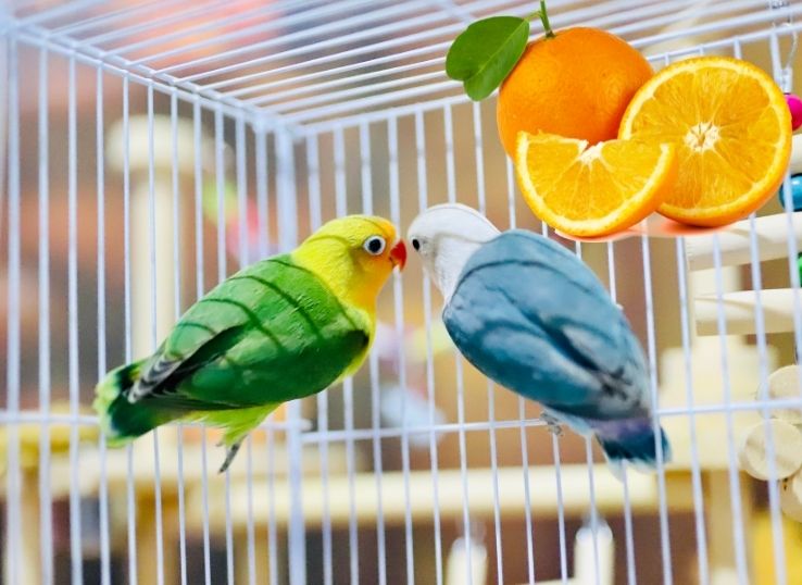 Can Lovebirds Eat Oranges (Complete Information)