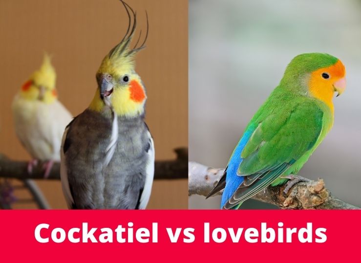 Cockatiel vs Lovebirds (8 Main Differences)