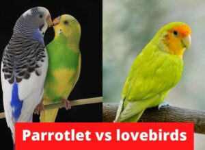 Parrotlet vs lovebirds (Differences and Similarities) - imparrot