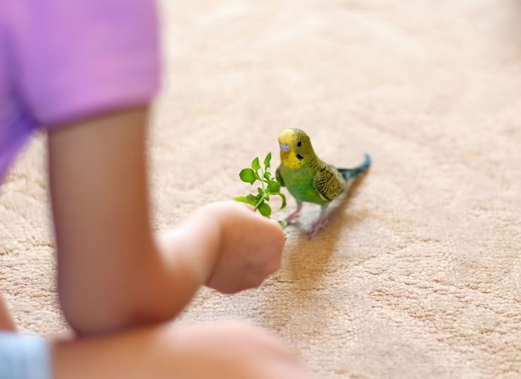 What Age do Baby Budgies eat Seeds (Complete Information)