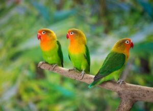 Why are lovebirds called lovebirds