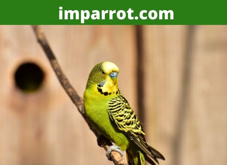 Why do budgies die suddenly? ( Complete Guide)