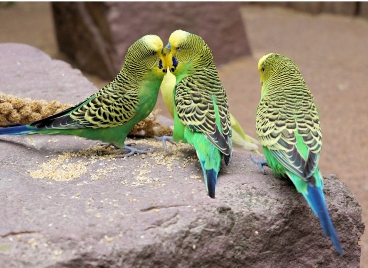Why my Budgie is standing on One Leg ( 3 Reasons)