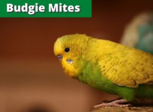 Budgie Mites ( Expert Opinion) - imparrot