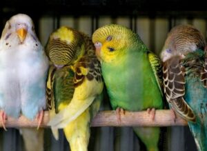 Budgies Mating ( Complete Guide) - imparrot