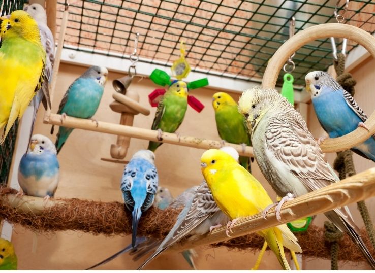 Budgies Crop Infection ( Symptoms and Treatments)