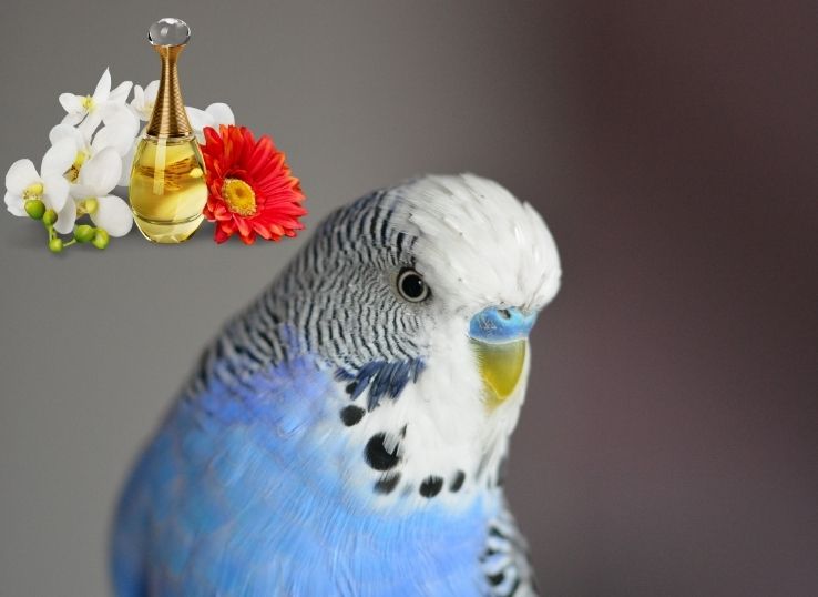 Can perfume kill budgies ( Find Out!)