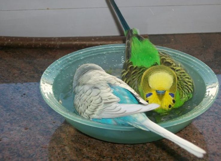 Do Budgies Like Being Sprayed with Water?