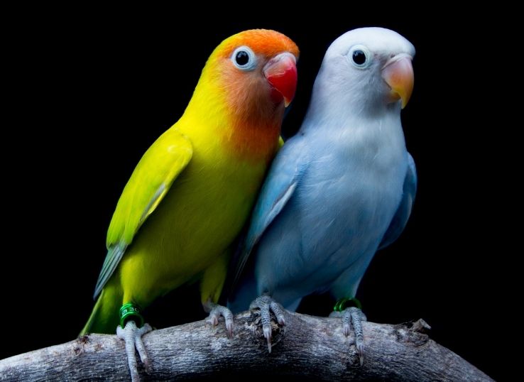 14 Interesting Facts About Lovebirds