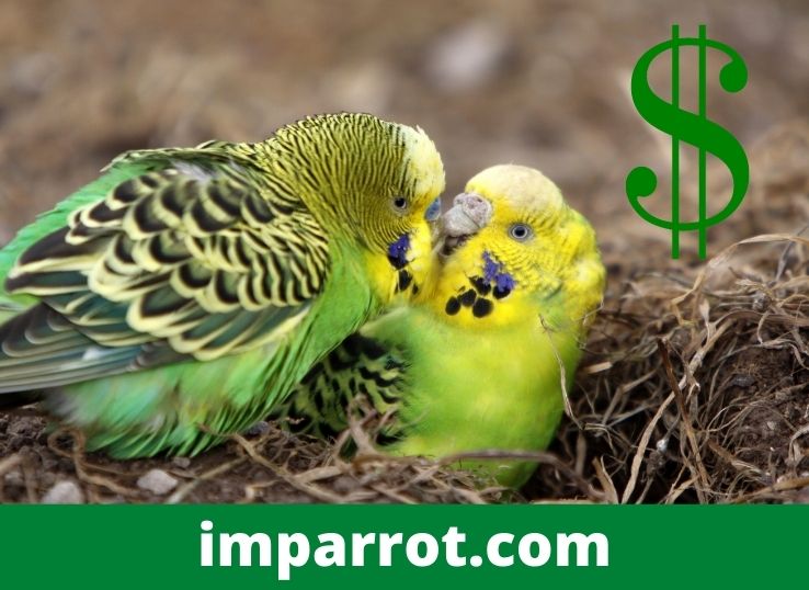 How Much Do Budgies Cost? ( 2023 Price Guide)