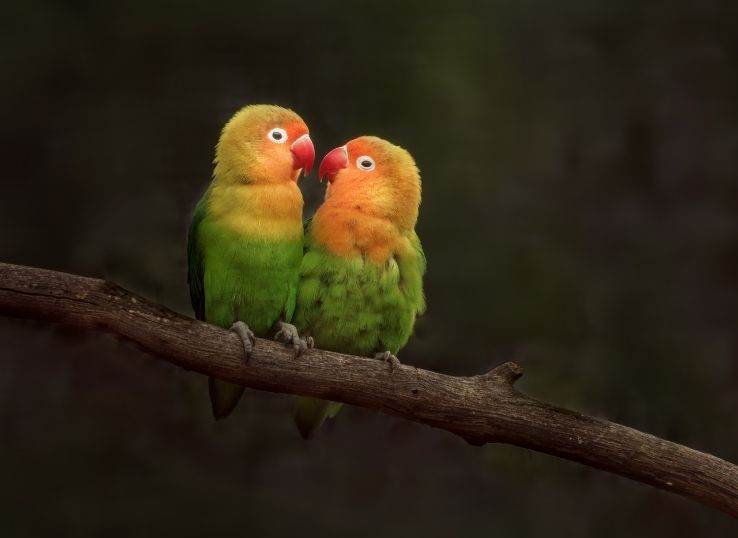 How to Stop Lovebirds from Biting (8 Best Tips)