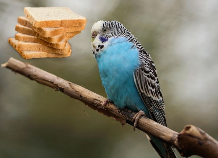 Is Bread Safe for Budgies ( Revealed!)