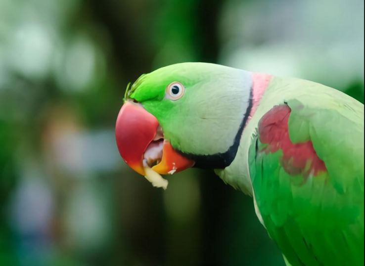 Alexandrine parakeet (Everything You Need to Know)
